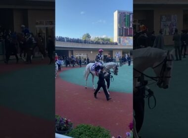 2024 チャンピオンズC パドック