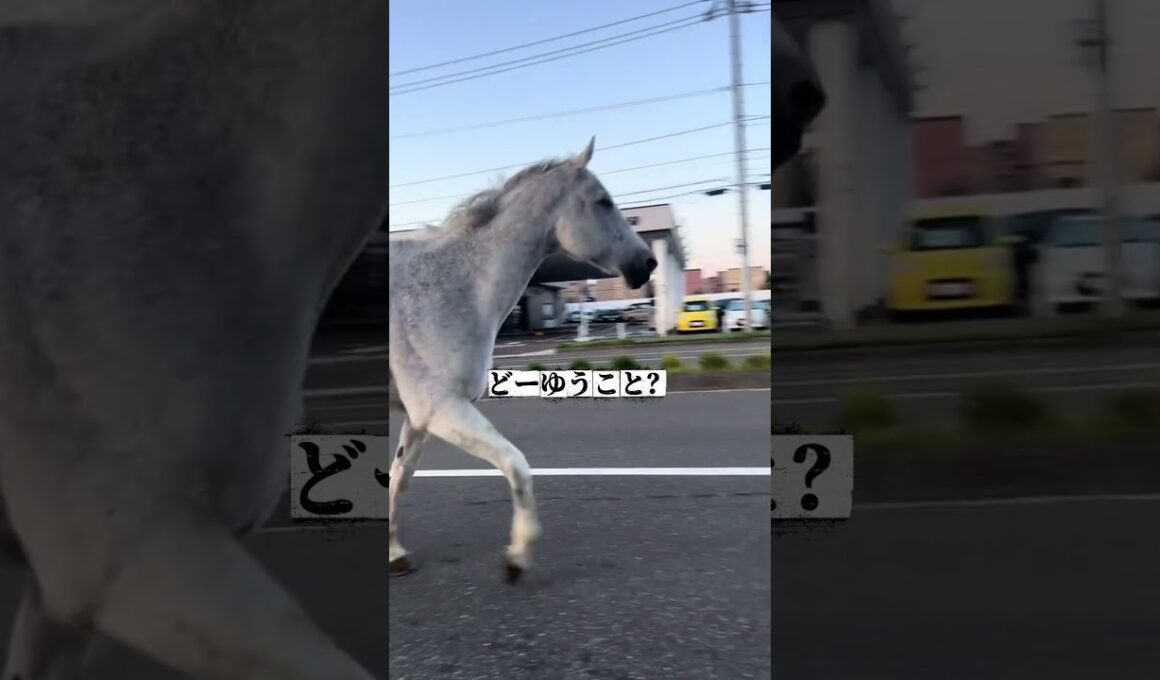 ゴルシかソダシかな？笑#競馬#ゴールドシップ #ゴルシ#ソダシ#有馬記念