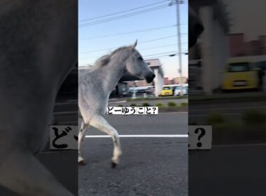 ゴルシかソダシかな？笑#競馬#ゴールドシップ #ゴルシ#ソダシ#有馬記念