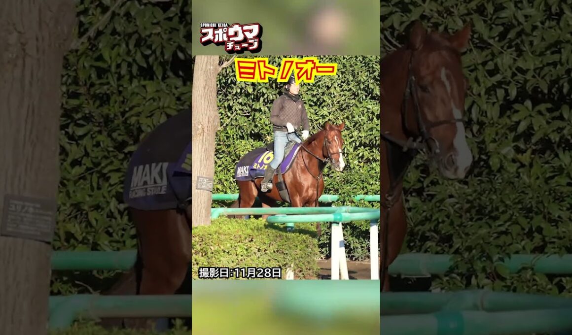 【チャンピオンズカップ・出走予定】ミトノオー 美浦での様子 #shorts