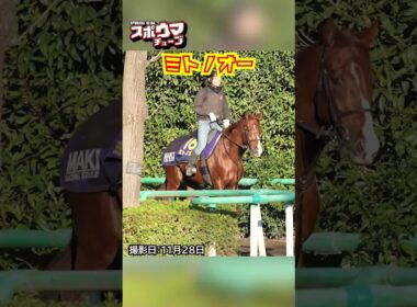 【チャンピオンズカップ・出走予定】ミトノオー 美浦での様子 #shorts