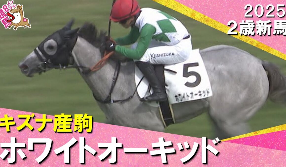 キズナ産駒ホワイトオーキッドが追い比べを制してデビュー勝ち！藤原調教師「期待している馬。桜花賞を目指したい」2025年 9月27日(土)２歳新馬　阪神芝1600m　実況：川島壮雄【カンテレ公式】