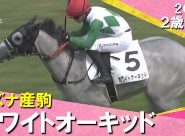 キズナ産駒ホワイトオーキッドが追い比べを制してデビュー勝ち！藤原調教師「期待している馬。桜花賞を目指したい」2025年 9月27日(土)２歳新馬　阪神芝1600m　実況：川島壮雄【カンテレ公式】