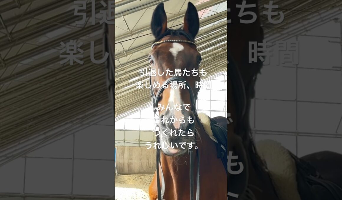 (サチモニュース)そふと競馬出走決定！#そふと菊花賞 #10月26日 #サチモ #引退馬支援企画