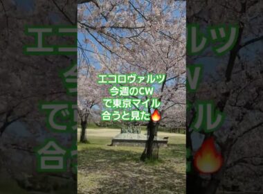 安田記念注目馬🔥