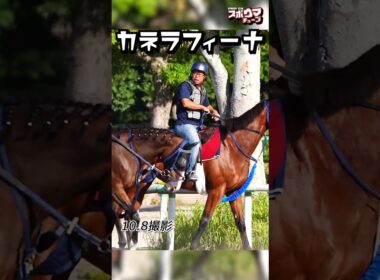 【秋華賞 出走予定】カネラフィーナ 美浦での様子 #shorts