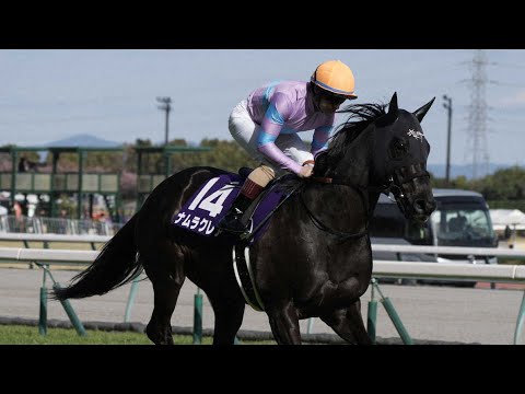 【引退】「ナムラクレア」来春の高松宮記念でラストラン