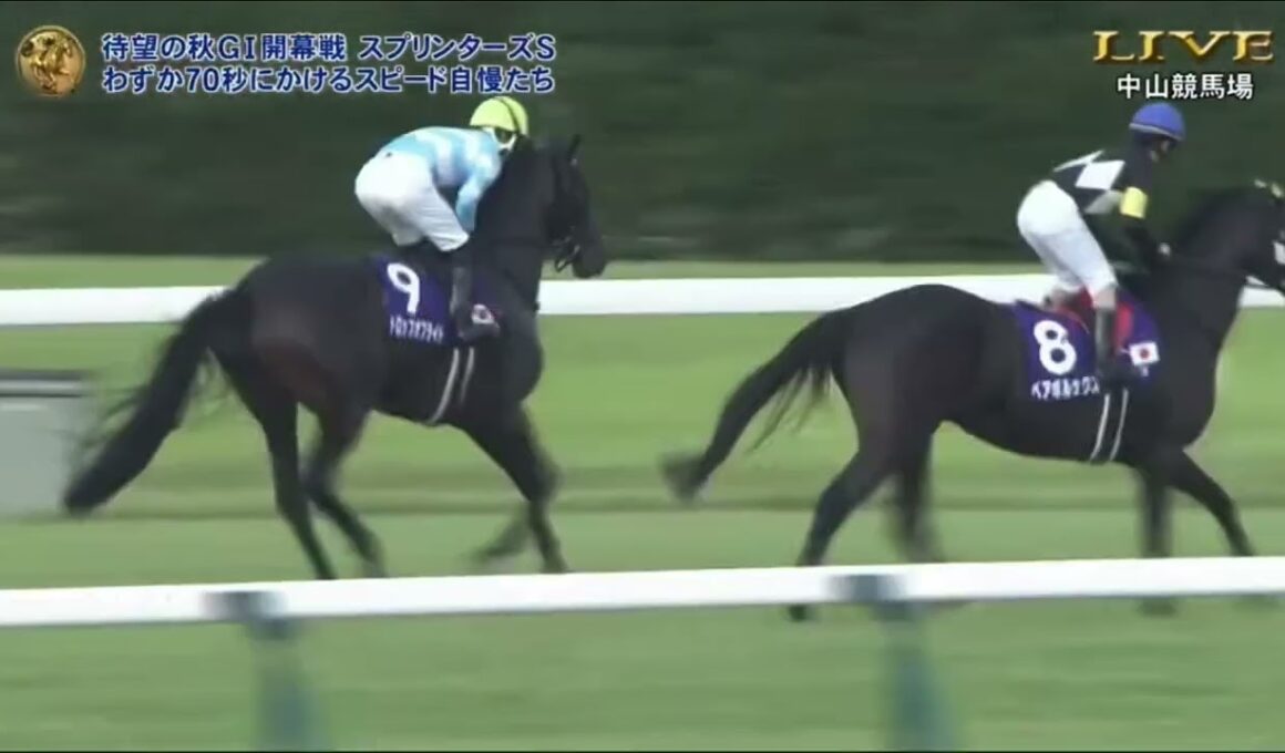 2025スプリンターズステークスG1 本馬場入場