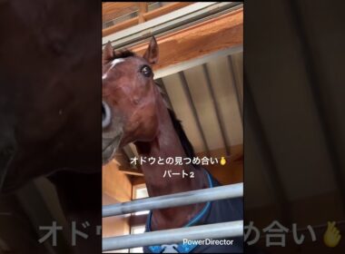 オドウとの見つめ合い🐎