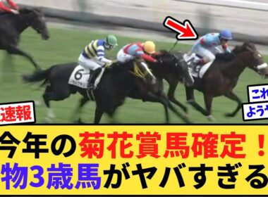 【速報】今年の菊花賞馬確定！とんでもない怪物3歳馬が爆誕してしまうwww