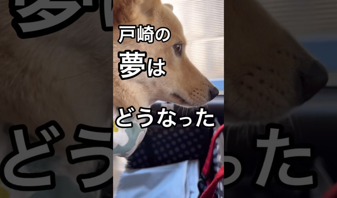 #ダービー2024#東京優駿#ダノンデサイル#横山典弘#忘れられないレース#全人馬無事に #保護犬 #競馬好き