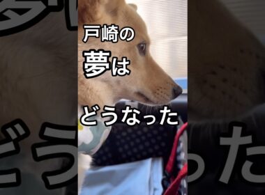 #ダービー2024#東京優駿#ダノンデサイル#横山典弘#忘れられないレース#全人馬無事に #保護犬 #競馬好き