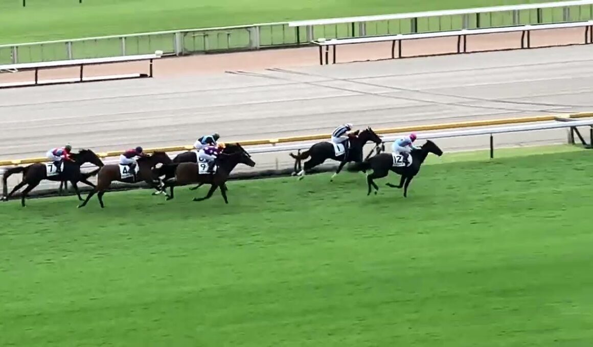 東京競馬場 5階指定席～イクイノックス全妹～4コーナー 2025.10.12