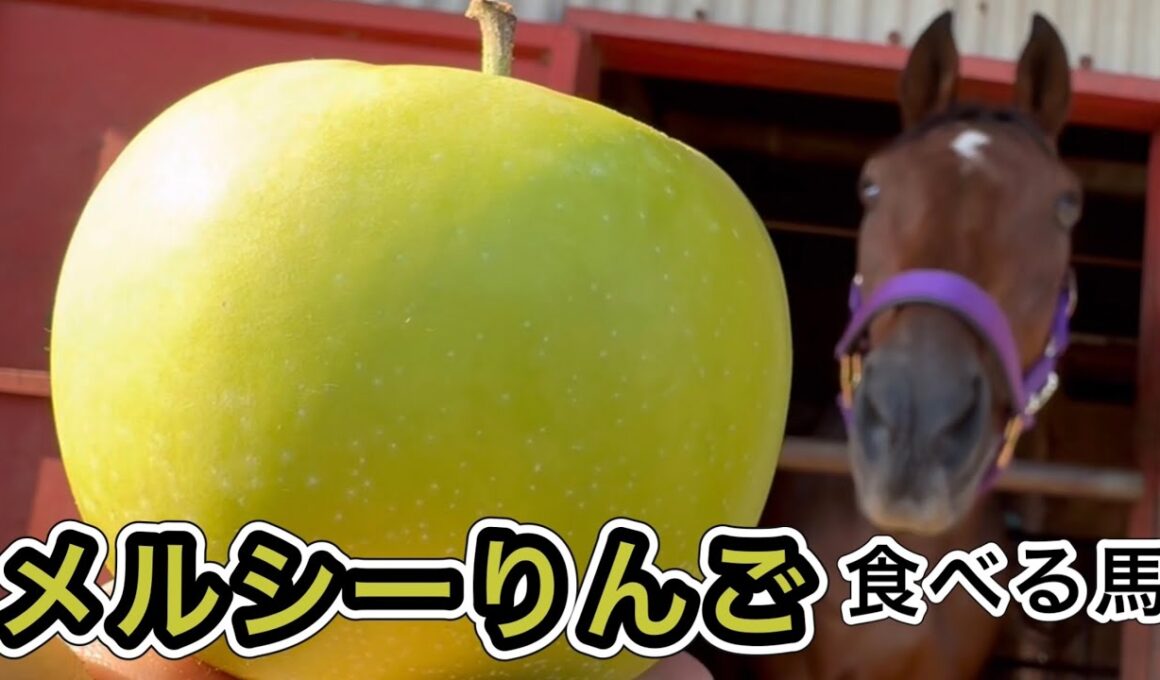 メルシーりんご食べる馬　#horse #なみあし会 #馬
