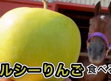 メルシーりんご食べる馬　#horse #なみあし会 #馬