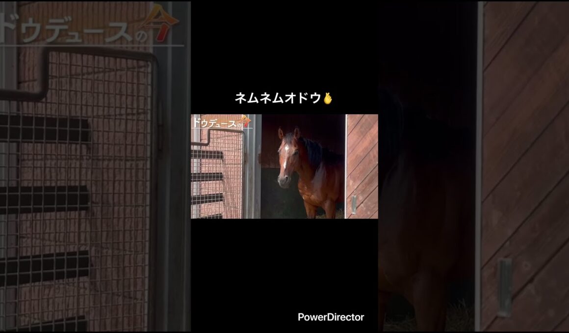 ネムネムオドウ🫰