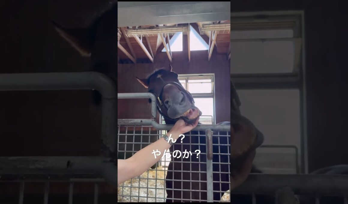 ん？やんのか？