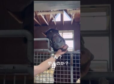 ん？やんのか？