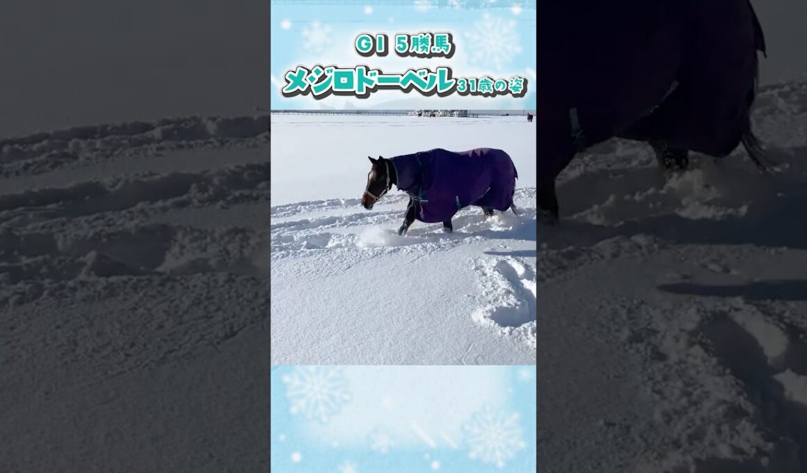 秋華賞などG1 5勝メジロドーベル現在の姿 #競馬 #horserace #秋華賞 #引退馬 #メジロドーベル #ドーベル姐さん #レイクヴィラファーム