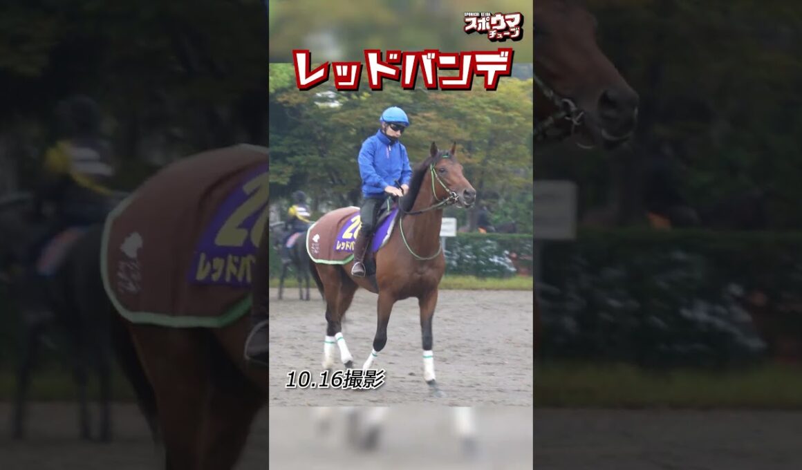 【菊花賞 出走予定】レッドバンデ 美浦での様子 #shorts