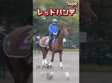 【菊花賞 出走予定】レッドバンデ 美浦での様子 #shorts