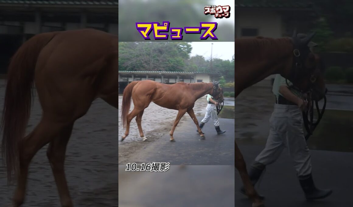 【秋華賞 出走予定】マピュース 美浦での様子 #shorts