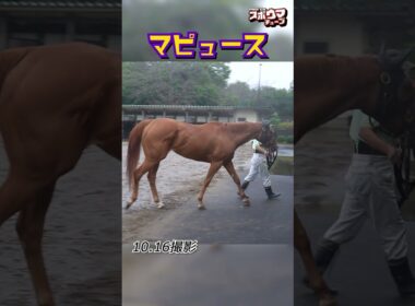 【秋華賞 出走予定】マピュース 美浦での様子 #shorts
