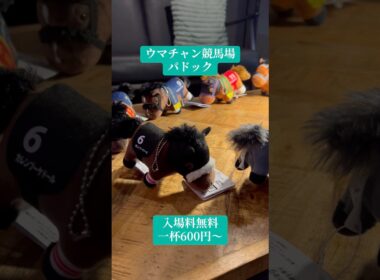 名馬が揃うパドック　　　　　　　#競馬 #競馬バー　#カラオケBAR  #秋華賞　　#東京競馬場　#大井競馬場　　#G1ファンファーレ　　#歌舞伎町