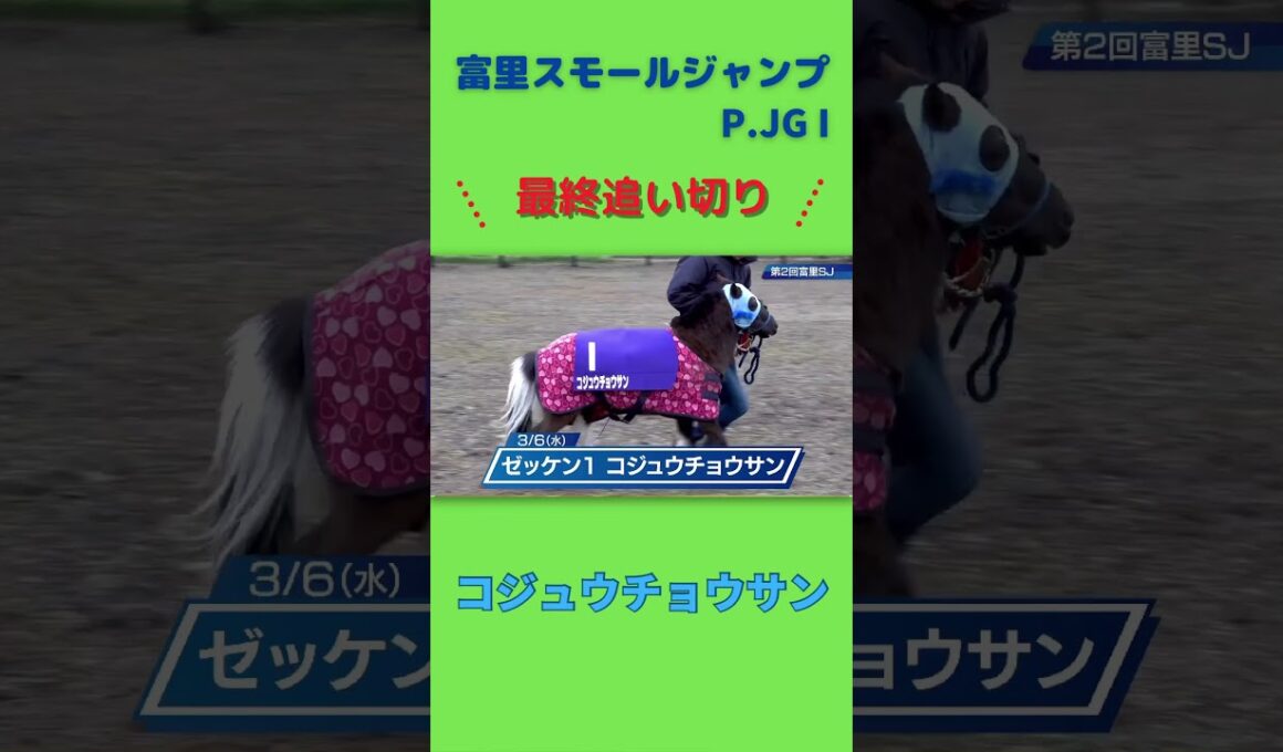 第二回富里スモールジャンプのコジュウチョウサンの最終追い切り #競馬 #ポニー #追い切り #障害レース