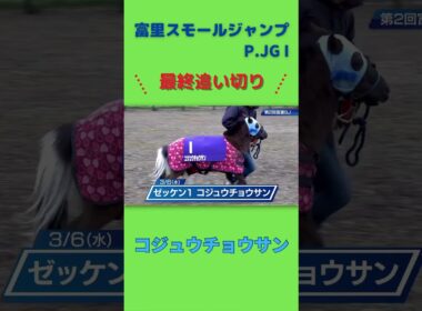 第二回富里スモールジャンプのコジュウチョウサンの最終追い切り #競馬 #ポニー #追い切り #障害レース