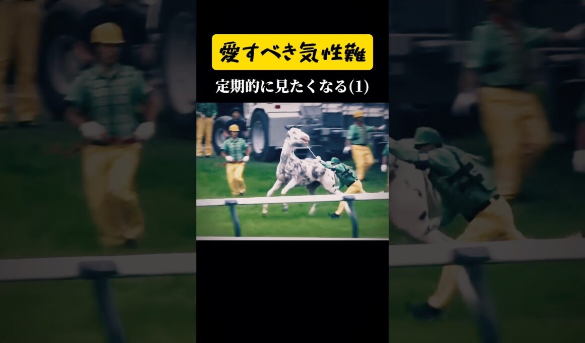 ㊗️80万回【ブチコ、血まみれ事件】 #shorts #競馬 #ソダシ #ブチコ