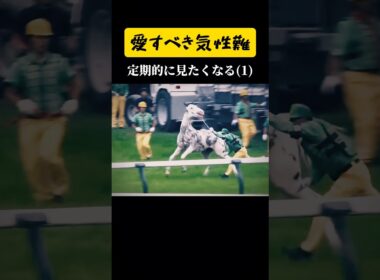 ㊗️80万回【ブチコ、血まみれ事件】 #shorts #競馬 #ソダシ #ブチコ