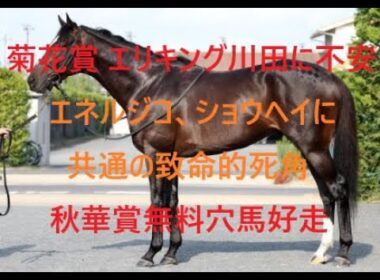 菊花賞 エリキングの不安は川田将雅　エネルジコ、ショウヘイに共通の致命的死角 秋華賞無料穴馬好走