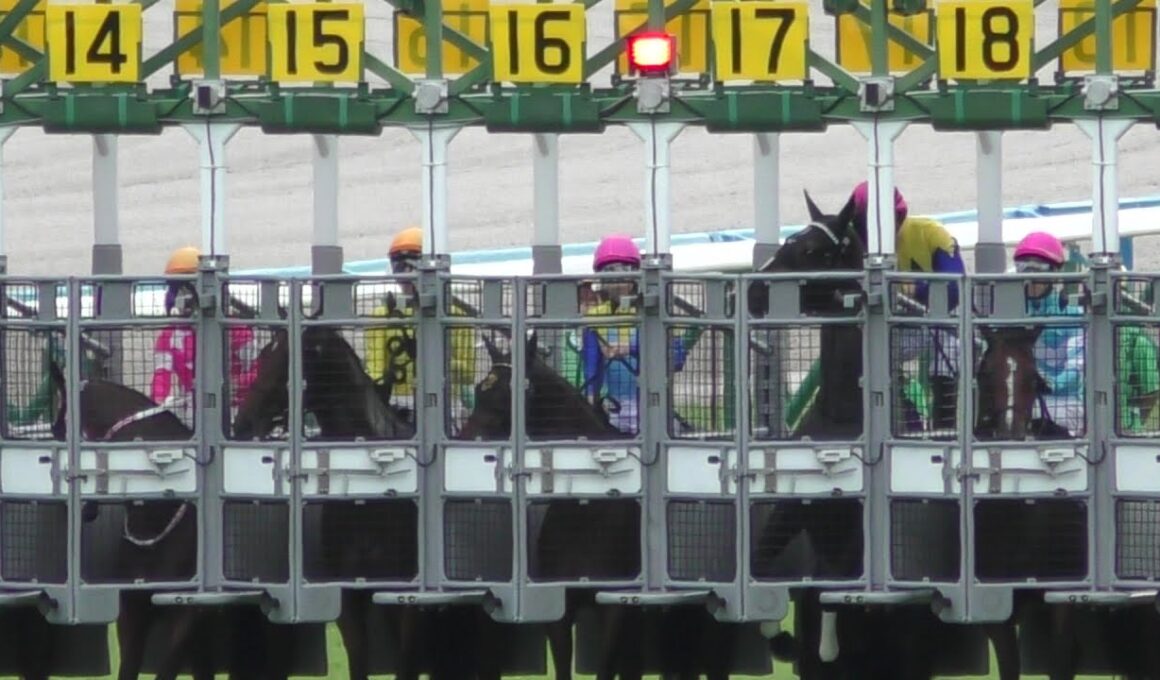 カムニャック、ゲート内で暴れる。エンブロイダリーが秋華賞勝利。現地映像、京都競馬場。２０２５年１０月１９日。