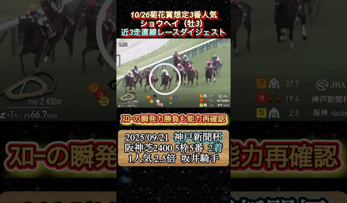 【ショウヘイ】 菊花賞想定3番人気！近3走ダイジェスト　#競馬  #菊花賞  #ショウヘイ  #shorts
