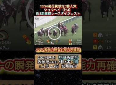 【ショウヘイ】 菊花賞想定3番人気！近3走ダイジェスト　#競馬  #菊花賞  #ショウヘイ  #shorts