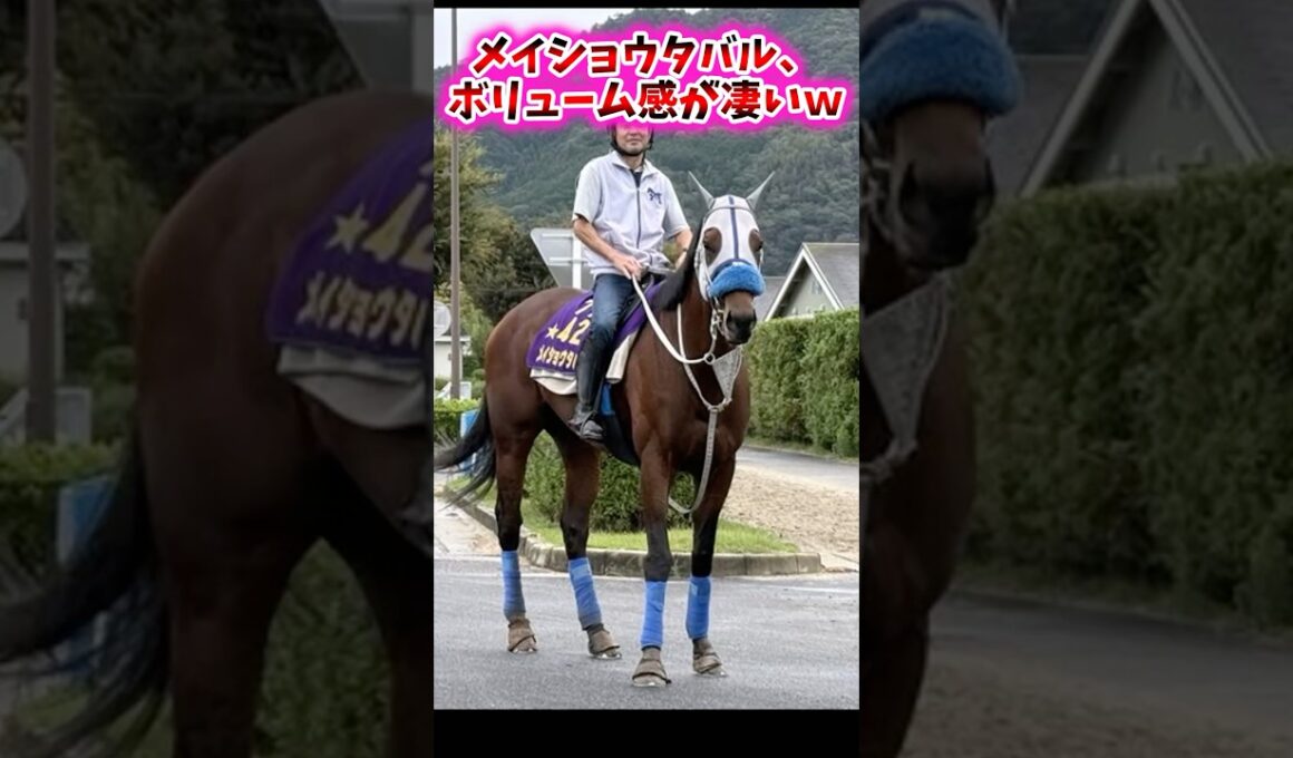 メイショウタバル、ボリューム感が凄いw【競馬反応集】 #メイショウタバル #天皇賞秋