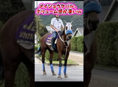 メイショウタバル、ボリューム感が凄いw【競馬反応集】 #メイショウタバル #天皇賞秋
