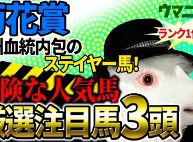 【菊花賞2025】2025年100万超プラス収支「霧プロ」の危険な人気馬＆厳選注目馬とは？