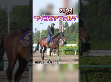 【天皇賞春・出走予定】ウインエアフォルク 美浦での様子 #shorts