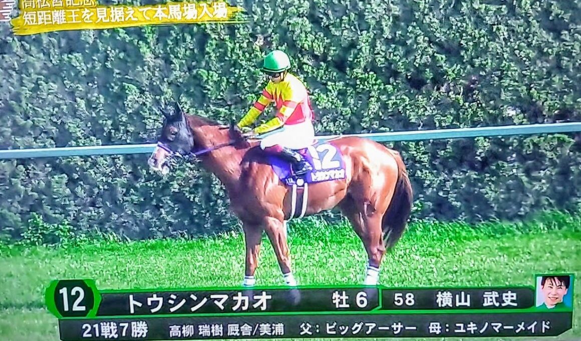 高松宮記念2025本馬場入場#サトノレーヴ ヴ#ナムラクレア #ママコチャ #トウシンマカオ #高松宮記念2025