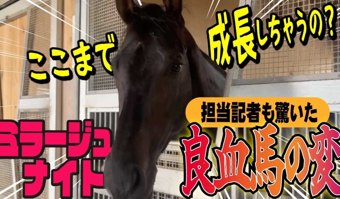 【菊花賞2025】誰もが驚くミラージュナイトの変化とは？厩舎担当の赤城記者と担当さんとは旧知の松浪記者が熱く語ります！