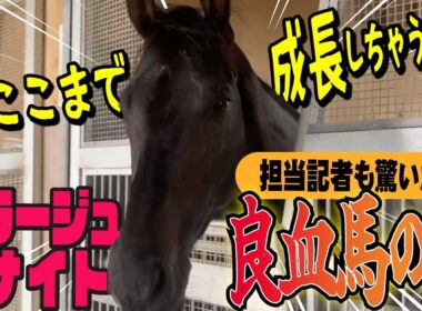 【菊花賞2025】誰もが驚くミラージュナイトの変化とは？厩舎担当の赤城記者と担当さんとは旧知の松浪記者が熱く語ります！
