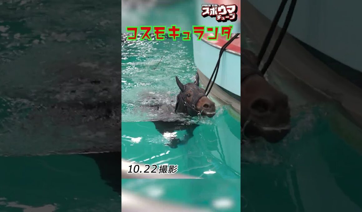【天皇賞・秋 出走予定】コスモキュランダ のプール調教　 #shorts