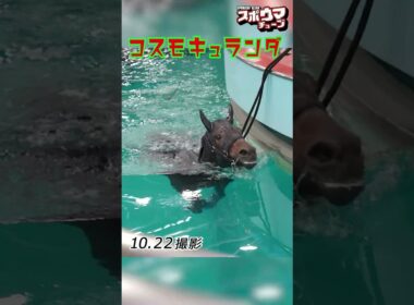 【天皇賞・秋 出走予定】コスモキュランダ のプール調教　 #shorts