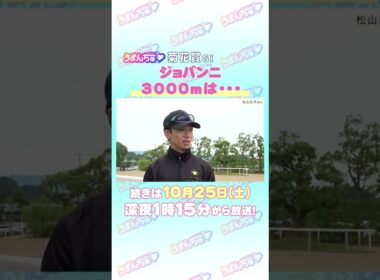 菊花賞GⅠ　トレセン直撃取材！　#競馬 #菊花賞 #ジョバンニ #松山弘平