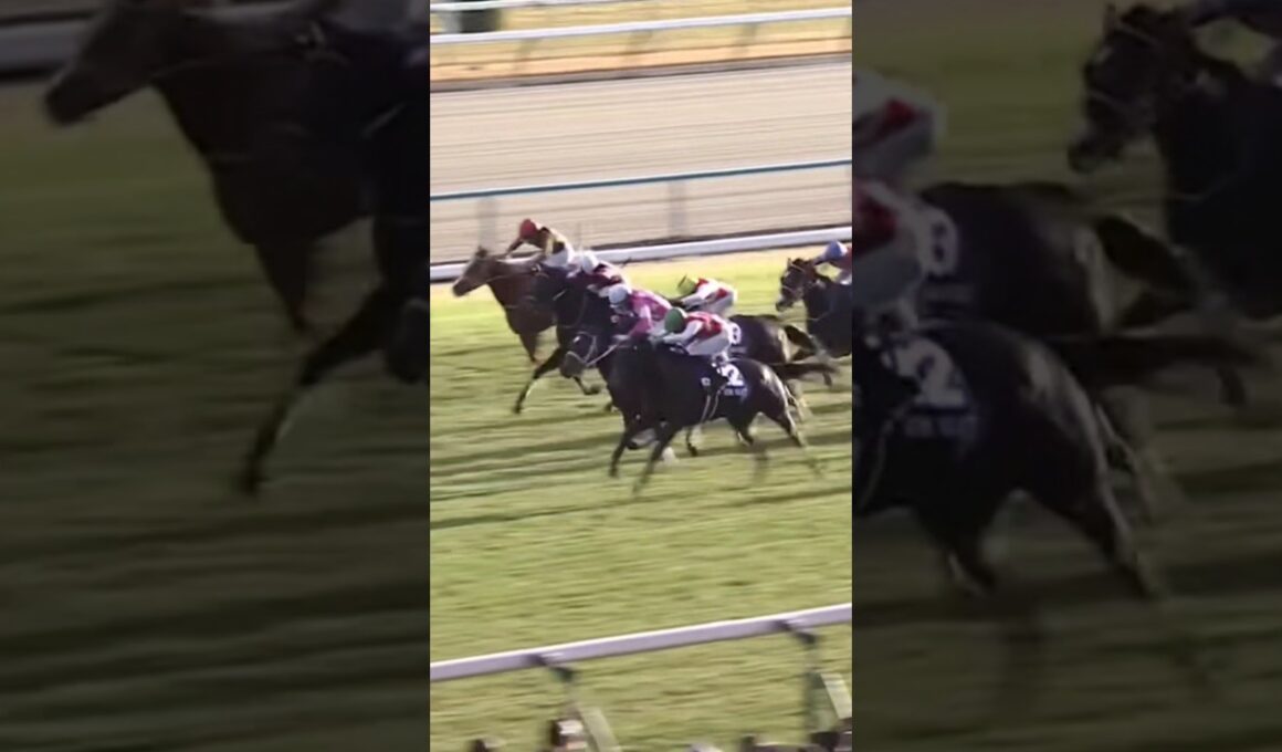 #shorts 2024 阪神ジュベナイルフィリーズ #アルマヴェローチェ #岩田望来