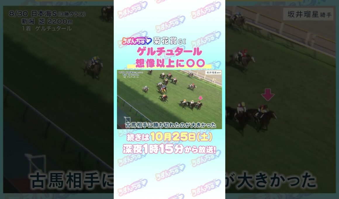 菊花賞GⅠ　トレセン直撃取材！　#競馬 #菊花賞 #ゲルチュタール #坂井瑠星