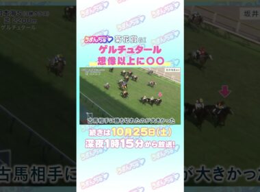 菊花賞GⅠ　トレセン直撃取材！　#競馬 #菊花賞 #ゲルチュタール #坂井瑠星