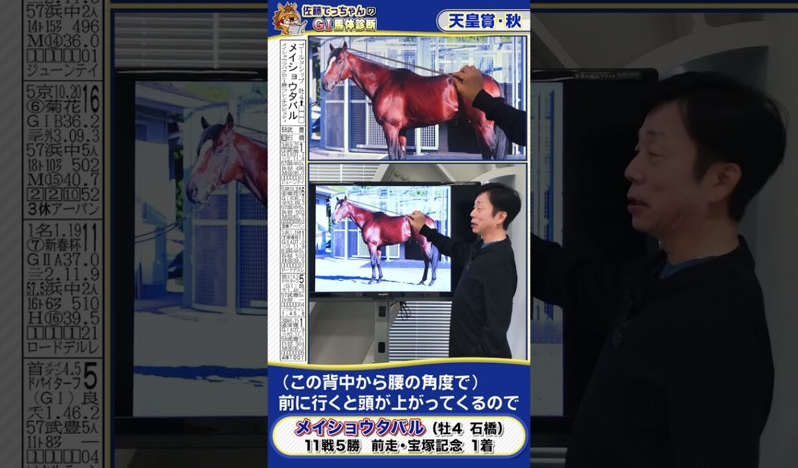 【2025年 天皇賞・秋】宝塚記念の覇者メイショウタバルの馬体診断　 #shorts #競馬 #予想